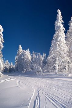 a person riding skis down a snow covered slope next to tall pine trees on a sunny day