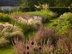 a garden with lots of purple flowers and grass