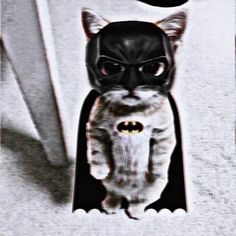 a black and white cat wearing a batman costume on top of a t - shirt