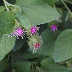 some pink flowers and green leaves on a sunny day