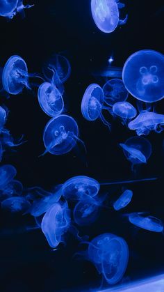 blue jellyfish swimming in an aquarium tank