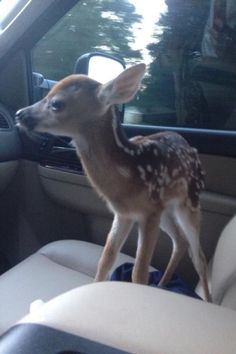 a baby deer is standing in the front seat of a car