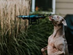 a brown dog standing on its hind legs in front of a camera