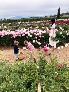 two children picking flowers in a field with pink and white peonies behind them