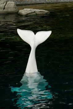 a white whale tail sticking out of the water