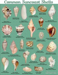 a poster showing the different types of sea shells in each region and their names on it