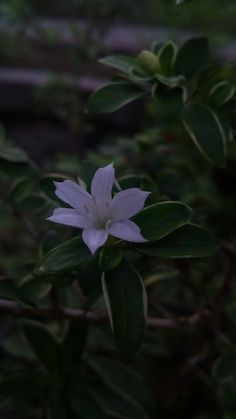 a white flower with green leaves in the background