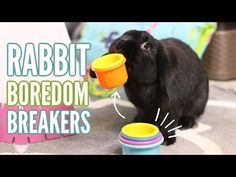 a black rabbit eating out of a cup with the words rabbit boredom breakers on it