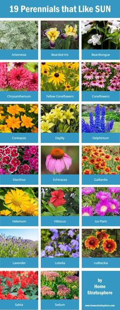 an image of different flowers that are in the same color and size, with text overlay