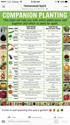 a poster with many different plants and vegetables in the words companion planting, this chart will help you with which plants grow well together