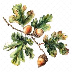 watercolor painting of acorns and leaves on a branch