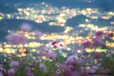 the city lights are in the distance and there is a field full of flowers