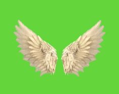 two white wings on a green background