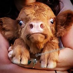 a woman holding a small brown cow with blue eyes on it's face and arms