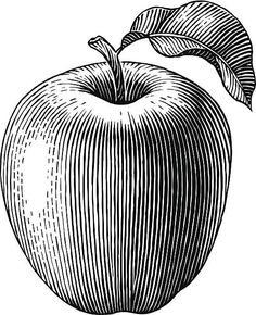 Bob Venables, Apple Tattoo, Apple Illustration, Apple Vector, Ink Pen Art, Contour Line, Apple Art