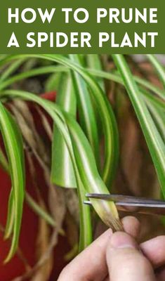 a person cutting up the stems of a spider plant with text overlay reading how to prune a spider plant