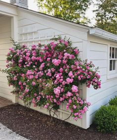 pink flowers growing on the side of a white shed