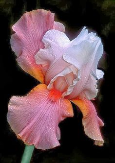 a pink and white flower with water droplets on it's petals in front of a black background