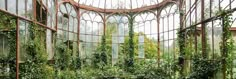 the inside of an old greenhouse with ivy growing on it