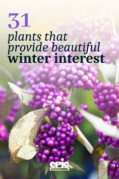 Tiny, bright purple, berries clustered together on a long stem Winter Garden Ideas Design, Winter Landscaping Ideas, Winter Garden Ideas, Winter Landscaping, Winter Flowers Garden, Best Perennials For Shade, Shade Garden Design, Winter Gardening, Shade Garden Plants