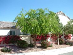 a house with trees and bushes in front of it