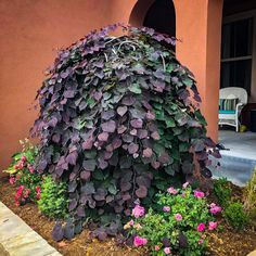 a large purple plant in front of a house with pink and red flowers around it