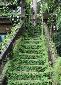 the stairs are covered with moss and plants