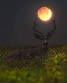 a deer laying in the grass under a full moon