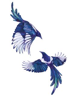 two blue and white birds flying side by side