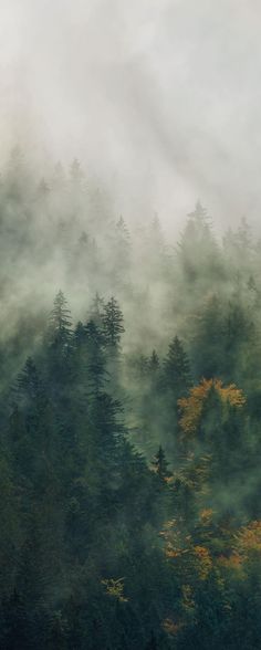 the trees are covered in mist and fog