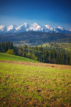 the mountains are covered with snow in the distance, and green grass is growing on the ground