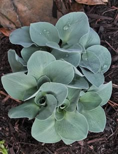 some very pretty green plants in the dirt