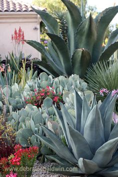 an assortment of succulents and other plants in a garden