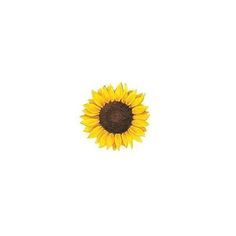 a single sunflower on a white background