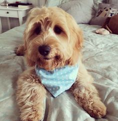 a brown dog laying on top of a bed wearing a blue bandanna around it's neck