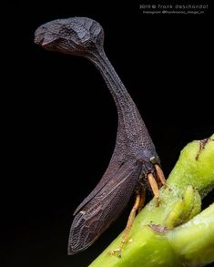 a close up of a bug on a plant