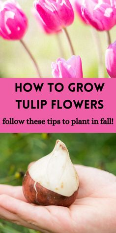 tulip bulb in hand and pink tulip flowers blooming When To Plant Tulip Bulbs, Plant In Fall, Plant Bulbs, Beautiful Tulips