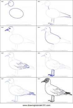 how to draw seagulls step by step instructions for kids and beginners drawing