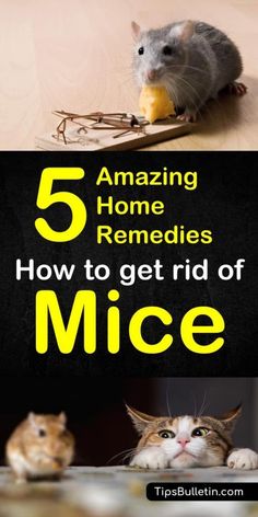 Mouse Deterrent, Mice Infestation, Rodent Repellent, Getting Rid Of Mice, Camper Hacks, Mouse Traps, Deep Cleaning Tips