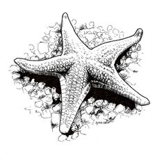 a drawing of a starfish in the water