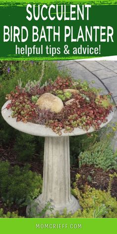 concrete bird bath planted with succulents.  Text overlay states Succulent bird bath planter - helpful tips and advice Succulent Birdbath, Fun Garden Art, Bird Bath Planter, Succulents Ideas, Potting Plants, Concrete Bird Bath, Green Succulents, Succulent Landscape Design, Seaside Garden