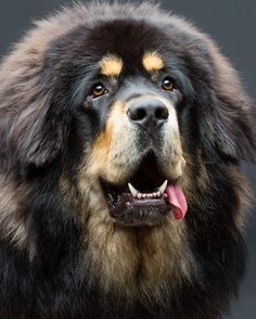 a large black and brown dog with his tongue out