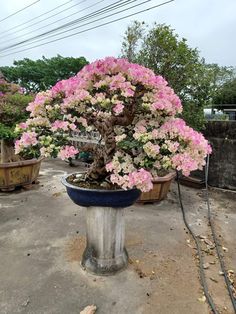 a bonsai tree in a pot with pink and white flowers on the ground next to other plants