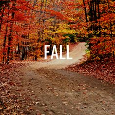 a dirt road surrounded by trees with leaves on the ground and fall colors in the background