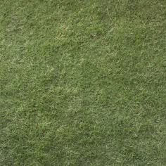 an animal laying on top of a lush green field