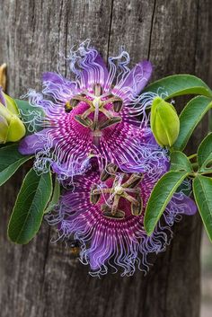 purple flowers are growing on the bark of a tree