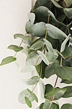 the green leaves are hanging on the wall