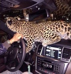 a leopard is sitting on the dashboard of a car and it's owner is holding the steering wheel