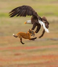 San Juan Island, Fox And Rabbit, Photography Competitions, An Eagle, Photography Awards, Red Fox, Bird Photography, Beautiful Birds