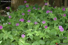 small purple flowers growing in the middle of green leaves